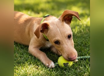 Puma - kleiner Podenco Maneto Mix mit Raketenbeinchen und Ideen im Kopf