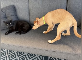 Puma - kleiner Podenco Maneto Mix mit Raketenbeinchen und Ideen im Kopf