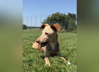 Puma - kleiner Podenco Maneto Mix mit Raketenbeinchen und Ideen im Kopf
