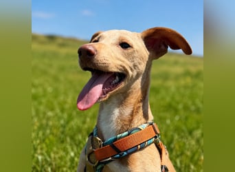 Puma - kleiner Podenco Maneto Mix mit Raketenbeinchen und Ideen im Kopf