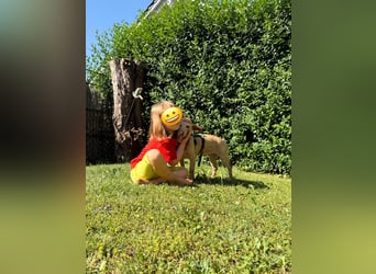 Puma - kleiner Podenco Maneto Mix mit Raketenbeinchen und Ideen im Kopf