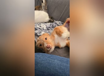 Carlos, ein kleiner Sonnenschein sucht seine Familie