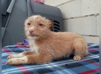 Carlos, ein kleiner Sonnenschein sucht seine Familie