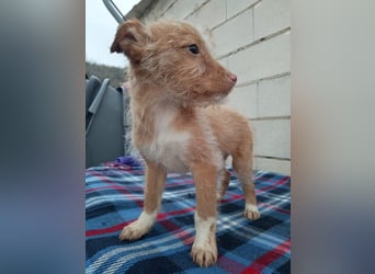 Carlos, ein kleiner Sonnenschein sucht seine Familie