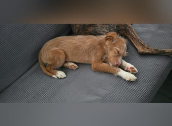 Carlos, ein kleiner Sonnenschein sucht seine Familie