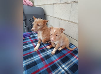 Carlos, ein kleiner Sonnenschein sucht seine Familie