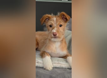 Carlos, ein kleiner Sonnenschein sucht seine Familie