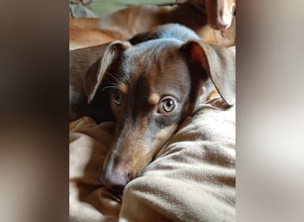 Pino, braucht einen Hundekumpel Pino, braucht einen Hundekumpel