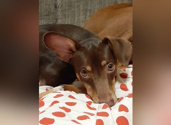 Pino, braucht einen Hundekumpel Pino, braucht einen Hundekumpel