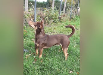 Pino, braucht einen Hundekumpel Pino, braucht einen Hundekumpel