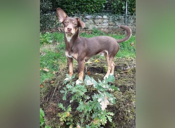 Pino, braucht einen Hundekumpel Pino, braucht einen Hundekumpel