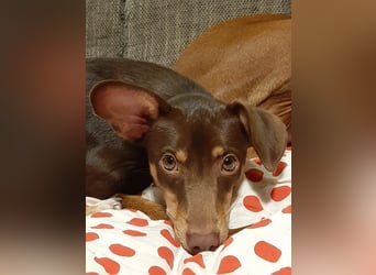 Pino, braucht einen Hundekumpel Pino, braucht einen Hundekumpel