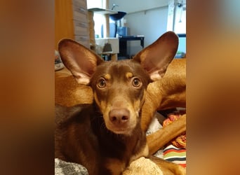 Pino, braucht einen Hundekumpel Pino, braucht einen Hundekumpel