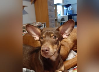 Pino, braucht einen Hundekumpel Pino, braucht einen Hundekumpel