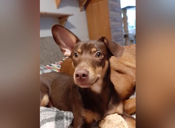 Pino, braucht einen Hundekumpel Pino, braucht einen Hundekumpel