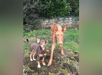 Pino, braucht einen Hundekumpel Pino, braucht einen Hundekumpel