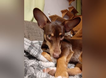 Pino, braucht einen Hundekumpel Pino, braucht einen Hundekumpel