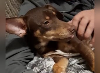 Pino, braucht einen Hundekumpel Pino, braucht einen Hundekumpel