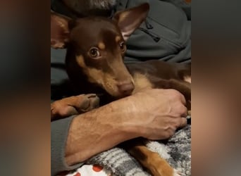 Pino, braucht einen Hundekumpel Pino, braucht einen Hundekumpel