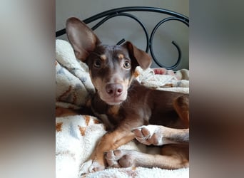 Pino, braucht einen Hundekumpel Pino, braucht einen Hundekumpel