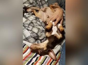 Pino, braucht einen Hundekumpel Pino, braucht einen Hundekumpel