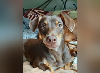 Pino, braucht einen Hundekumpel Pino, braucht einen Hundekumpel