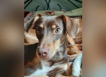 Pino, braucht einen Hundekumpel Pino, braucht einen Hundekumpel