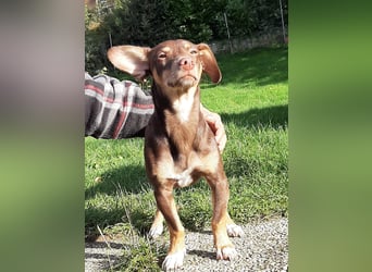 Pino, braucht einen Hundekumpel Pino, braucht einen Hundekumpel