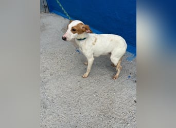 Ria, eine kleine zarte Podenca