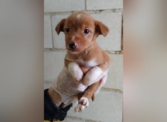 Bianca, verspielt und menschenbezogen