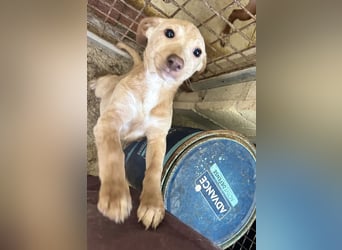 Puma, neugieriger Welpenbube ist bereit die Welt zu entdecken