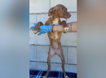 Gabbana - kleine weiße Pfötchen auf dem Weg ins große Glück