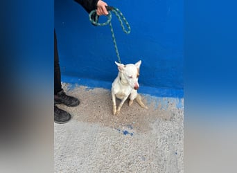 Luni – Ein zartes Podencoherz sucht endlich Sicherheit und Liebe