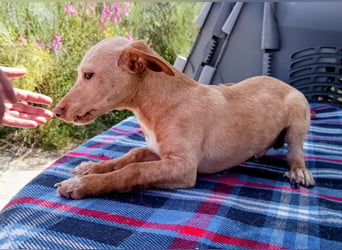 Puma, neugieriger Welpenbube ist bereit die Welt zu entdecken