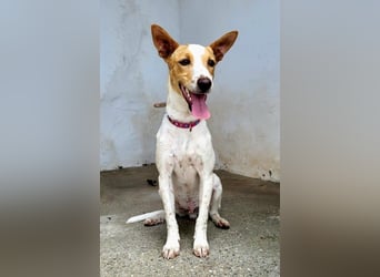 Suki, wer gibt ihm eine Chance auf ein Körbchen