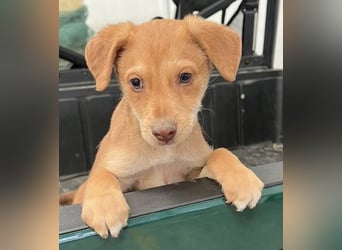 Ein verspieltes Herz auf der Suche: Bimba wartet auf ihre Familie!