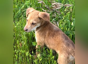 Ein verspieltes Herz auf der Suche: Bimba wartet auf ihre Familie!