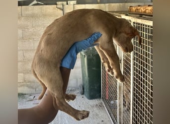 Puma, neugieriger Welpenbube ist bereit die Welt zu entdecken