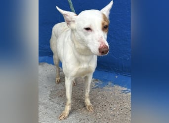 Luni – Ein zartes Podencoherz sucht endlich Sicherheit und Liebe