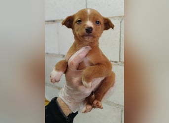 Dario, bringt Spaß, Chaos & ganz viel Liebe