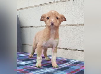 Bianca, kleines Mädchen sucht ihr Glück