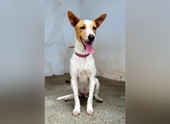 Suki, wartet auf sein großes Glück