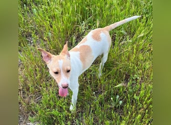 Lola - kleine Lachmaus  sucht ihr großes Glück