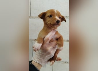 Dario, klein wild frech und wunderbar