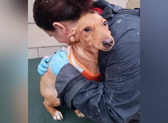 Tibs, sucht ein warmes Körbchen über den Winter