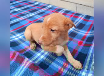 Bianca, kleines Mädchen sucht ihr Glück