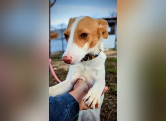 Casillas, ein freundlicher sozialer Junghund