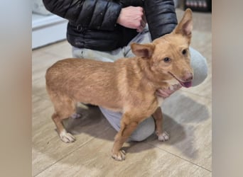 Hugo, auf kurzen Beinen und mit ganz großem Charme