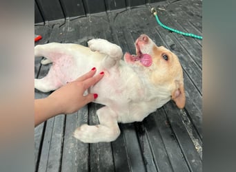 Lola - kleine Lachmaus  sucht ihr großes Glück