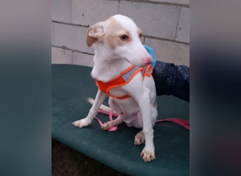 Matias, ein zarter Podi Bube